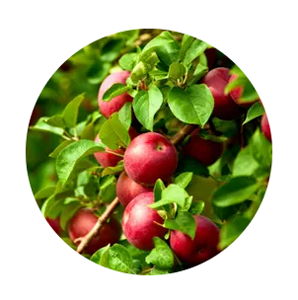 Garden Plant Shop -Garden Plant Shop N0U4XWUVPEKPNJY5ZT2