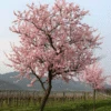 NE Plus Almond Tree