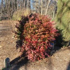 Obsession™ Nandina Shrub -Garden Plant Shop Nandina Obsession 3