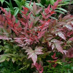 Obsession™ Nandina Shrub -Garden Plant Shop Nandina Obsession 5 BB
