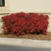 Obsession™ Nandina Shrub -Garden Plant Shop Nandina Obsession 600x600 5f4bd2c3 f2a0 472c b5fb 855706261efb