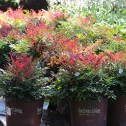 Obsession™ Nandina Shrub -Garden Plant Shop Nandina Obsession 7 BB
