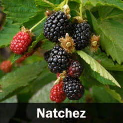 3-in-1 Blackberry Bush -Garden Plant Shop Natchez Blackberry