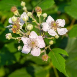 Navaho Blackberry -Garden Plant Shop Navaho Blackberry 1