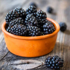 Navaho Blackberry -Garden Plant Shop Navaho Blackberry 4 BB