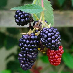 Navaho Blackberry -Garden Plant Shop Navaho Blackberry 5