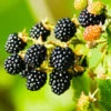 Navaho Blackberry -Garden Plant Shop Navaho Blackberry BB 600x600 f8ee1c79 775d 423d b170 5d9f14540633