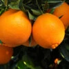 Navel Orange Tree -Garden Plant Shop Navel Orange BB 600x600 2b8f501c 58d1 4325 bc72 f510a69c4e8c