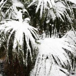 Needle Palm Tree -Garden Plant Shop Needle Palm 5 BB