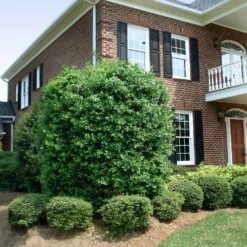 Nellie Stevens Holly Tree 13 Nellie Stevens Holly Tree -Garden Plant Shop Nellie Stevens Holly 4 BB