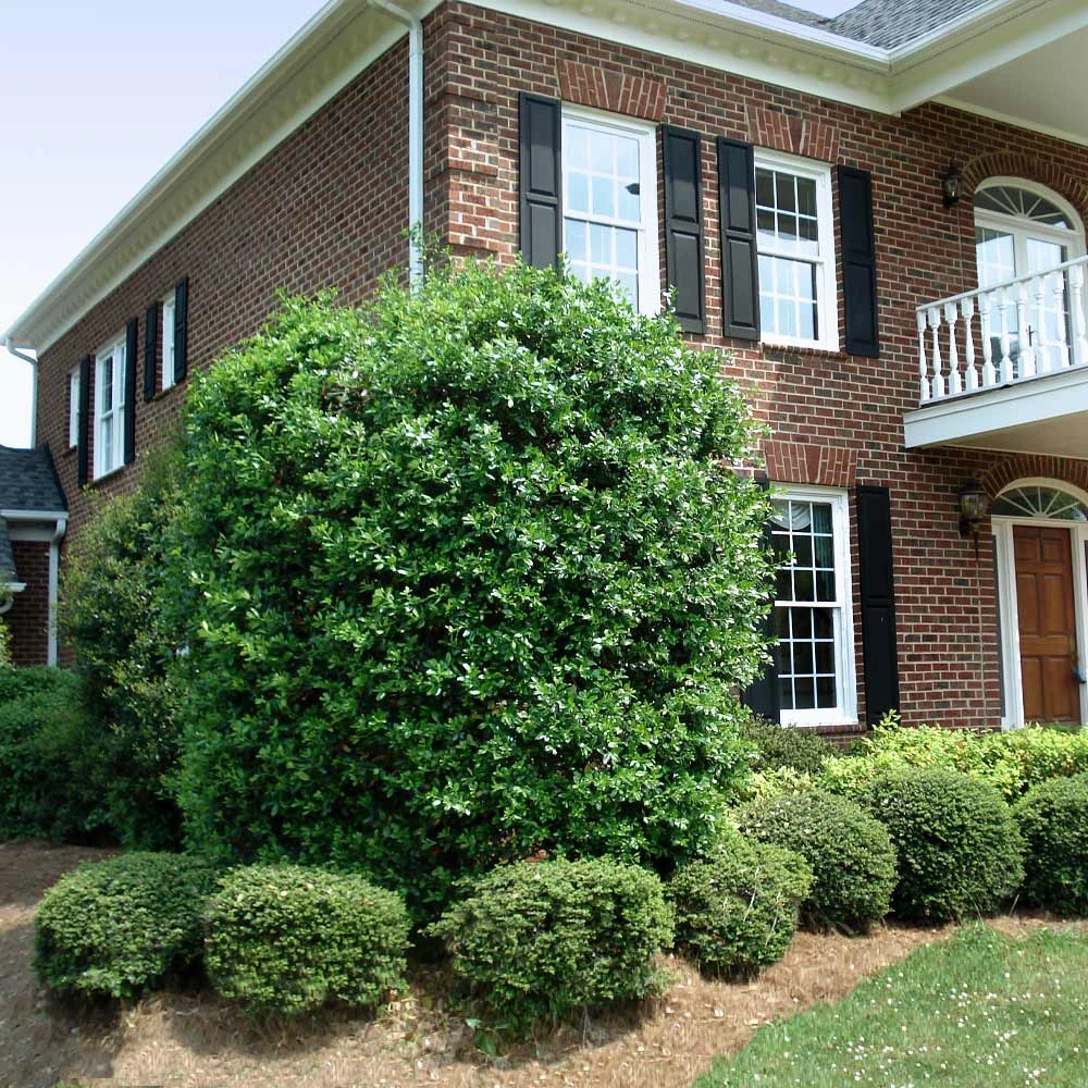 Nellie Stevens Holly Tree 8 Nellie Stevens Holly Tree - Image 6