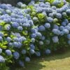Nikko Blue Hydrangea Shrub -Garden Plant Shop Nikko Blue Hydrangea BB 600x600 8302e6a7 cdff 4202 b1f8 31845f77d207