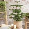 Norfolk Island Pine Tree -Garden Plant Shop Norfolk Island Pine 3