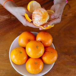 Nules Clementine Tree -Garden Plant Shop Nules Clementine 4 BB