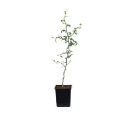 Hardy Orange Tree 'Flying Dragon' -Garden Plant Shop ORG JHO 12 1QT