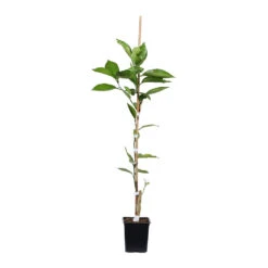 Minneola Tangelo Tree -Garden Plant Shop ORG VOG 12 1QT 7a17e14e 318a 45b5 9d52 35121f63fbc8