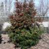 Oak Leaf™ Holly Tree -Garden Plant Shop Oak Leaf Holly BB 600x600 510c255d 030f 4121 9386 54aa540801ee
