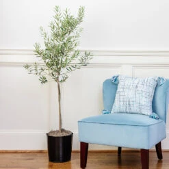 Oliana Olive Tree -Garden Plant Shop Oliana olive 1 ef2606b8 f443 41e0 a064 063d8695b3d9