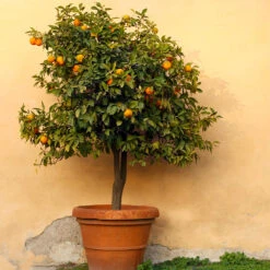Owari Satsuma Tree -Garden Plant Shop Owari Satsuma Mandarin 2 BB