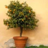 Owari Satsuma Tree 1 Owari Satsuma Tree -Garden Plant Shop Owari Satsuma Mandarin BB 600x600 ab81f485 4297 485d bd67 69f5b8f5b009