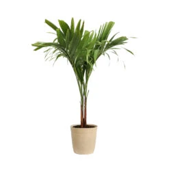 Christmas Palm Tree -Garden Plant Shop PAL CHR 23 3 delilah beige