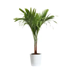 Christmas Palm Tree -Garden Plant Shop PAL CHR 23 3 delilah white