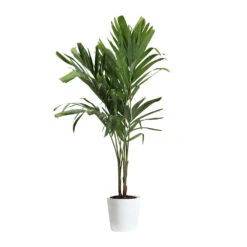 Christmas Palm Tree -Garden Plant Shop PAL CHR 34 3 delilah white