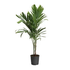 Christmas Palm Tree -Garden Plant Shop PAL CHR 34 3 standard pot