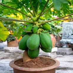Smoothie Kit 14 Smoothie Kit -Garden Plant Shop Papaya 7 fbd9fb61 5050 4884 86c0 f8542b7bcb77