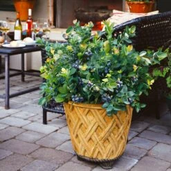 Bushel And Berry® Blueberry Peach Sorbet Plant 13 Bushel And Berry® Blueberry Peach Sorbet Plant -Garden Plant Shop Peach Sorbet BLueberry 3 BB