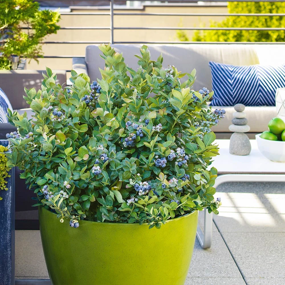 Bushel And Berry® Blueberry Peach Sorbet Plant 4 Bushel And Berry® Blueberry Peach Sorbet Plant - Image 2