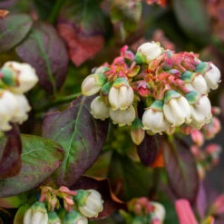 Bushel And Berry® Blueberry Peach Sorbet Plant 11 Bushel And Berry® Blueberry Peach Sorbet Plant -Garden Plant Shop Peach Sorbet BLueberry 5