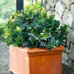 Bushel And Berry® Blueberry Peach Sorbet Plant 12 Bushel And Berry® Blueberry Peach Sorbet Plant -Garden Plant Shop Peach Sorbet BLueberry 6 BB