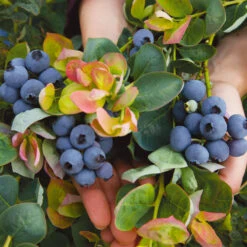 Bushel And Berry® Blueberry Peach Sorbet Plant 10 Bushel And Berry® Blueberry Peach Sorbet Plant -Garden Plant Shop Peach Sorbet BLueberry 7