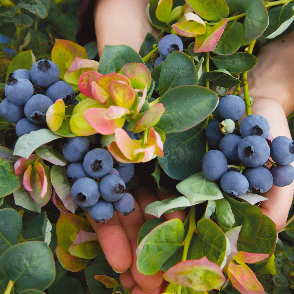 Bushel And Berry® Blueberry Peach Sorbet Plant 5 Bushel And Berry® Blueberry Peach Sorbet Plant - Image 3