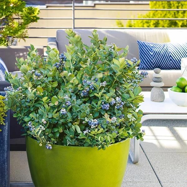 Bushel And Berry® Blueberry Peach Sorbet Plant 3 Bushel And Berry® Blueberry Peach Sorbet Plant