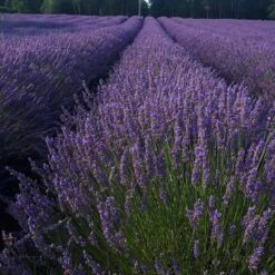 Phenomenal Lavender Plant 10 Phenomenal Lavender Plant -Garden Plant Shop Phenomenal Lavender 5 BB