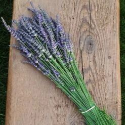 Phenomenal Lavender Plant 11 Phenomenal Lavender Plant -Garden Plant Shop Phenomenal Lavender 7