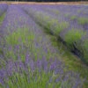 Phenomenal Lavender Plant -Garden Plant Shop Phenomenal Lavender BB 600x600 b2f6b0e0 b6f3 498f 8ae4 ef49bcaf0078