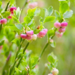 Pink Lemonade Blueberry Plant -Garden Plant Shop Pin Lemonade Blueberry 3