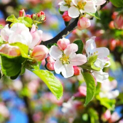 Pink Lady Apple Tree -Garden Plant Shop Pink Lady Apple 5