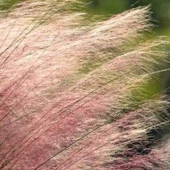 Pink Muhly Grass -Garden Plant Shop Pink Muhly Grass 2 BB