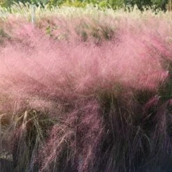 Pink Muhly Grass -Garden Plant Shop Pink Muhly Grass 3 BB