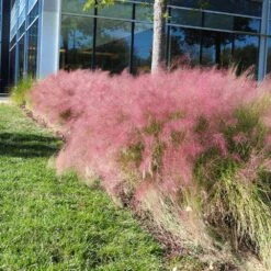 Pink Muhly Grass -Garden Plant Shop Pink Muhly Grass 4