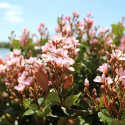 Pinkie Indian Hawthorn Shrub -Garden Plant Shop Pink indian Hawthorn 2