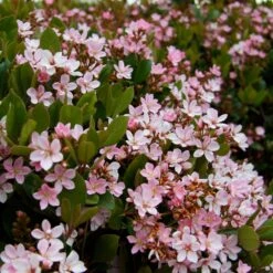 Pinkie Indian Hawthorn Shrub -Garden Plant Shop Pink indian Hawthorn 4 BB