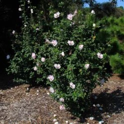 Pink Rose Of Sharon Althea Shrub 7 Pink Rose Of Sharon Althea Shrub -Garden Plant Shop Pink rose of Sharon Althea Shrub 2 BB 3907566a 80a9 44e2 9424 a47e3f98117d
