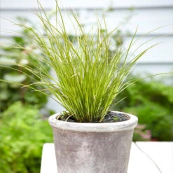 Prairie Fire Sedge -Garden Plant Shop Prarie Fire Sedge 3