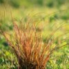 Prairie Fire Sedge -Garden Plant Shop Prarie Fire Sedge BB 600x600 59c0258e 8ded 4eb6 80f5 c6cb8222d96c