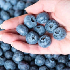 Premier Blueberry Bush -Garden Plant Shop Premier Blueberry 5 BB